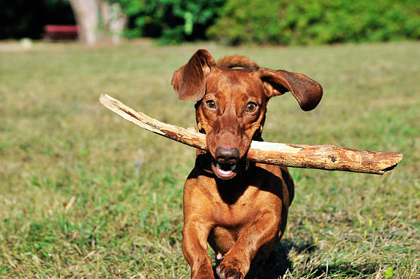 istock Dog breed standard smooth-haired dachshund,female. 491764914
