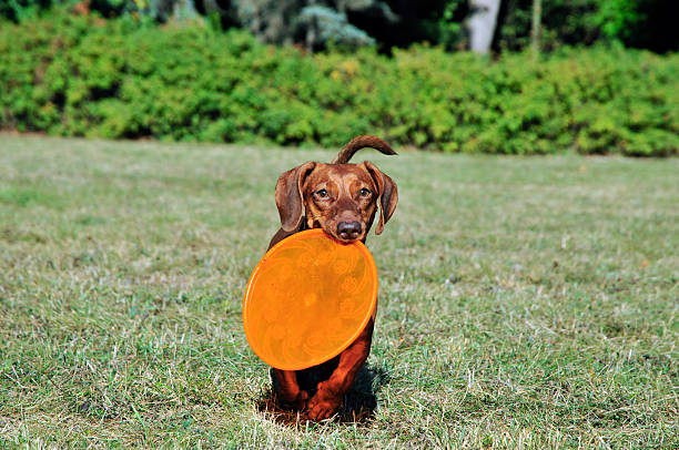 istock Dog breed standard smooth-haired dachshund,female. 491765104