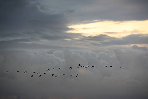 bando de gansos selvagens em céu à noite - vogelzug imagens e fotografias de stock