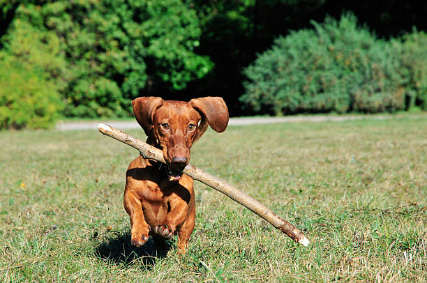 istock Dog breed standard smooth-haired dachshund,female. 491765304