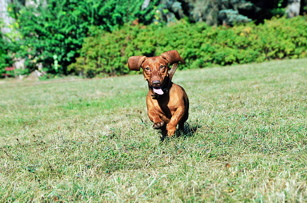istock Dog breed standard smooth-haired dachshund,female. 491765644