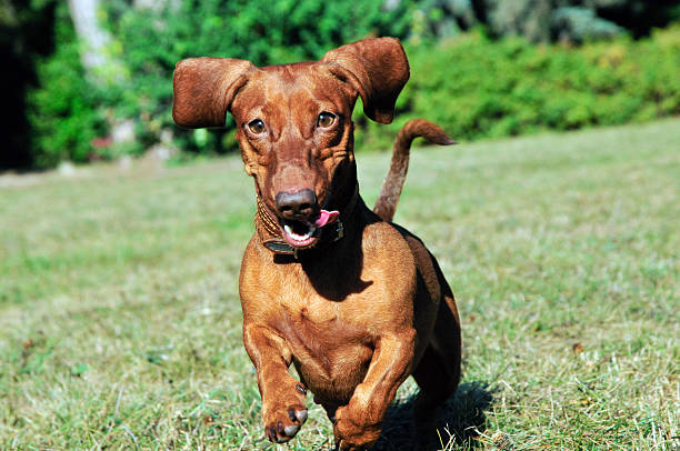 istock Dog breed standard smooth-haired dachshund,female. 491765756