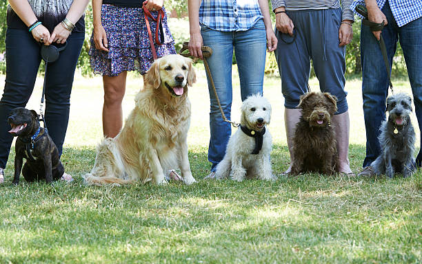 gruppo di cani con i proprietari in classe di addestramento di animali - corso di addestramento foto e immagini stock