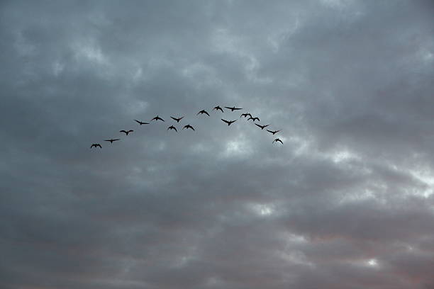 istock flock of wild geese in front of evening clouds 491765896