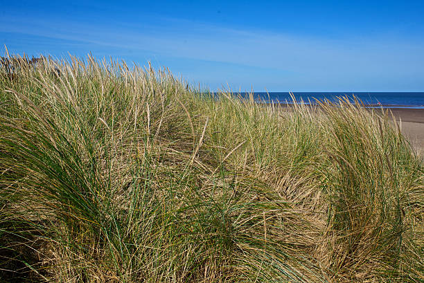 istock Ammophila grasses on sand dunes 491766180