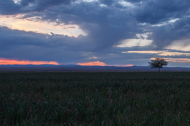 istock Lonely tree at sunrise in a meadow 491766344