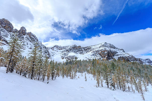 istock Autumn Snow Covering  Pine Tree Woods Forest Landscape, Canada 491766798