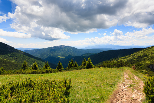 Panorama from Italian alps, mugo pines along a mountain trekking path