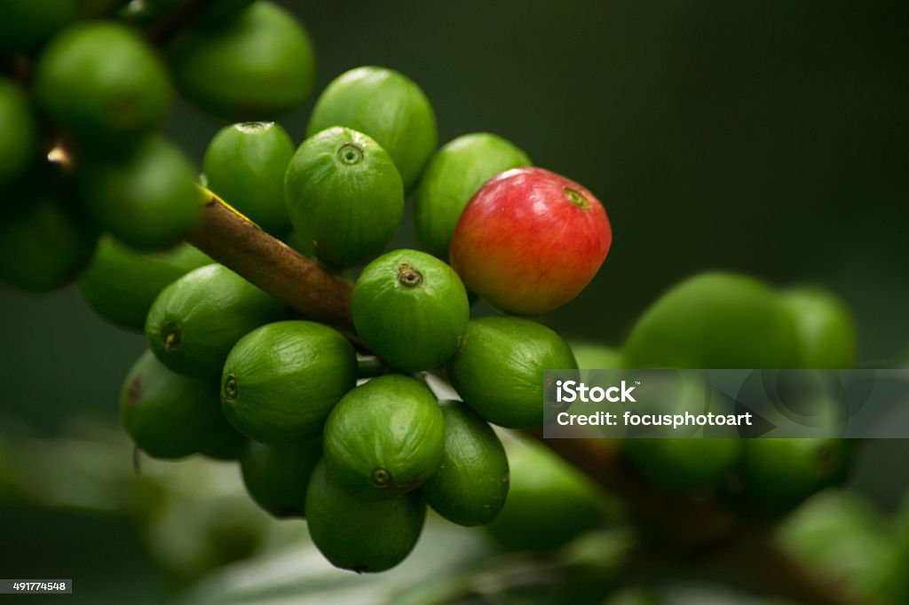 Red Coffee Cherries On Coffee Plant 2015 Stock Photo