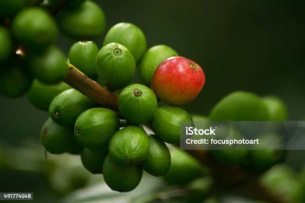 Red Coffee Cherries On Coffee Plant Stock Photo - Download Image Now - 2015, Agriculture, Berry