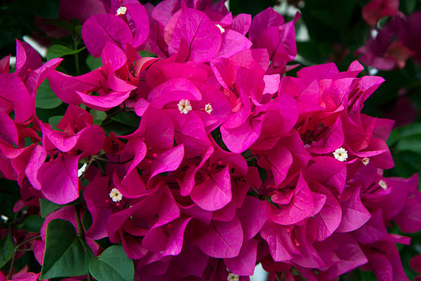 istock Flower Bouganvillea 491775240