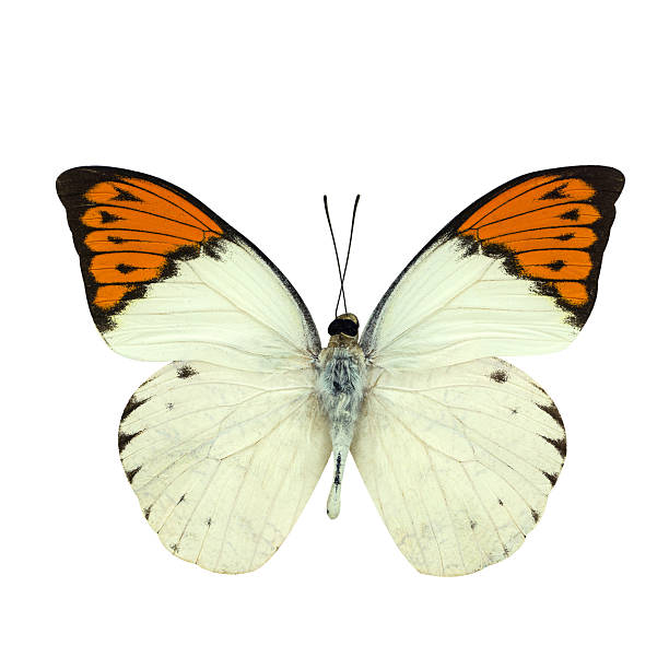 istock Great Orange Tip butterfly isolated on white 491776722