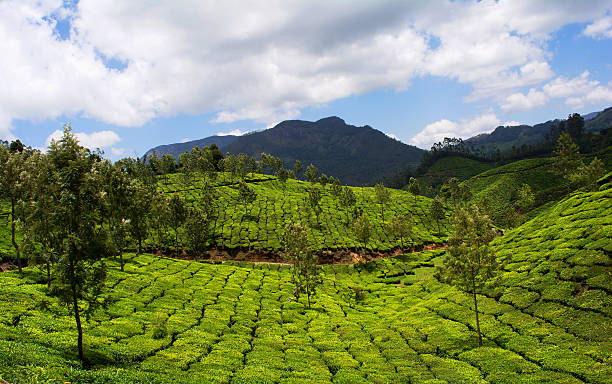 istock Tea Plantation On Mountains - Munnar Kerala 491776842