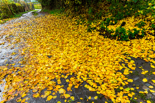 Autumn Elm Leaves on the Ground