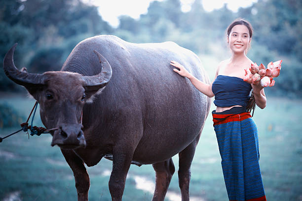 istock thai ancient young women with buffalo on rural 491777118