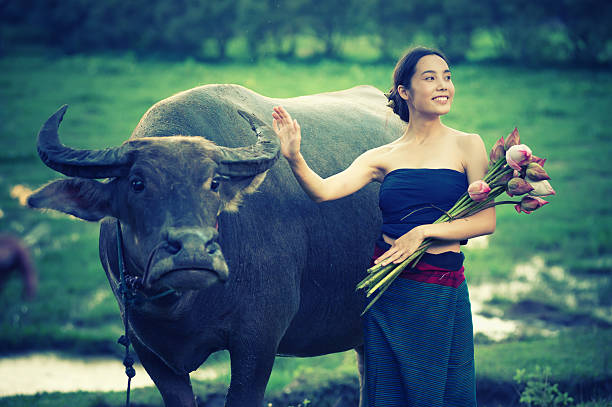 istock thai ancient young women with buffalo on rural 491777958