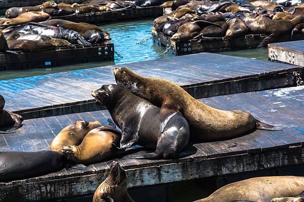 istock Sea lions on the platform, San Francisco 491778148