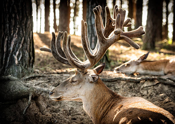 istock Male deer resting in the deep forest. 491779192