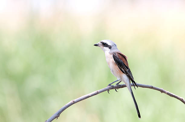 istock Bay-backed Shirke stand on stick in nature 491779616