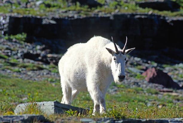 Mountain Goat (Oreamnos americanus) in Glacier National Park