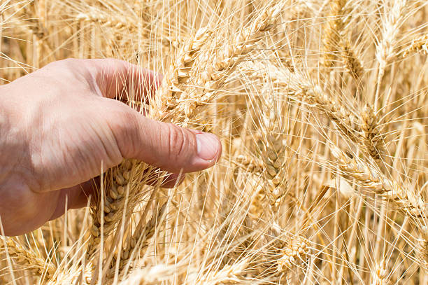 istock Spikelets of wheat in the hand on the background  field 491781064