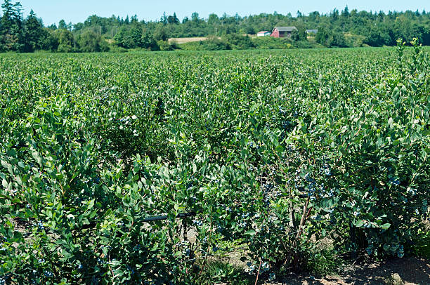 Blueberry farm in Skagit Valley WA