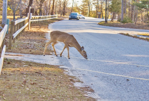 Deer And Vehicle