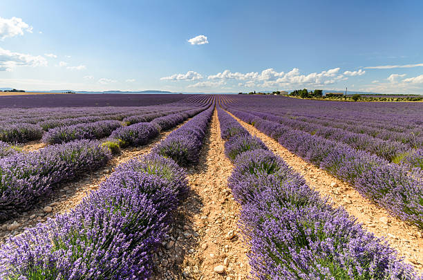 Lavender field in Valensole, Provence stock photo