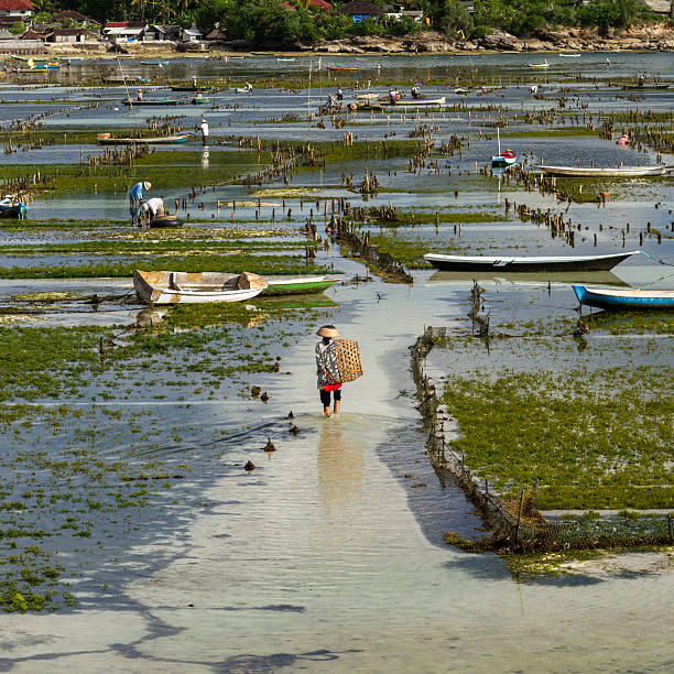 Seaweed plantation Bali, Indonesia - April 14, 2014: Local farmers in Nusa Lembongan, Bali, traditionally harvest their seaweed on their plantation at low tide. seaweed farming stock pictures, royalty-free photos & images