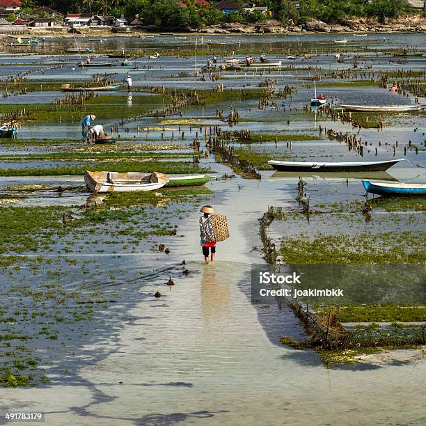 Seaweed Plantation Stock Photo - Download Image Now - Aerial View, Fisher - Role, Fisherman