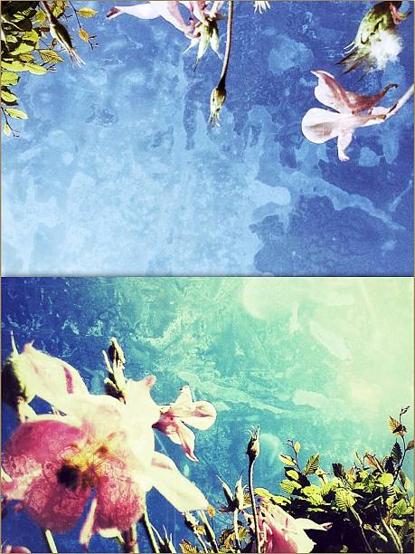 istock Columbine flowers 491783757