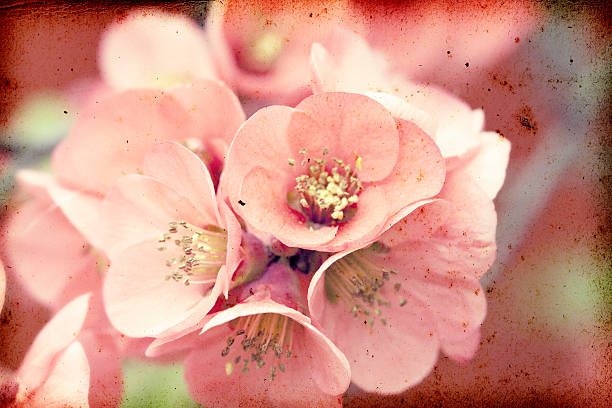istock Pink flowers on vintage background 491785043