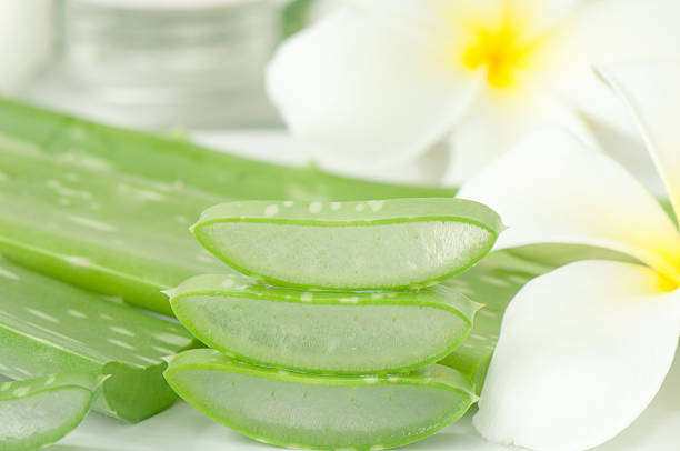 istock Aloe vera plant for skincare 491785149