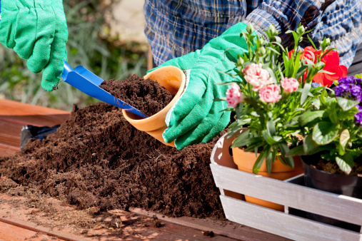 Planting flowers in the garden home