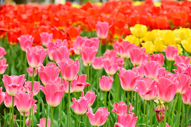 istock Tulip Flower Garden 491785667