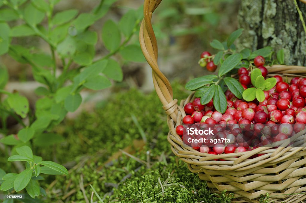 fruits of forest (cowberries) in basket Basket Stock Photo