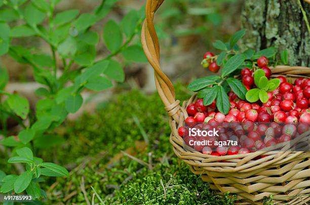 Fruits Of Forest In Basket Stock Photo - Download Image Now - Basket, Close-up, Food