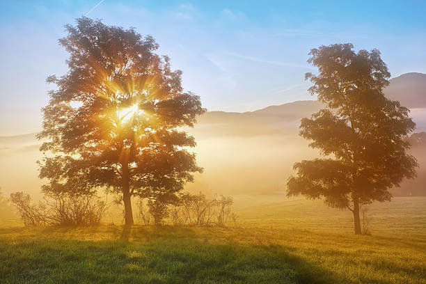 istock sunrise beams through the foggy tree 491786371