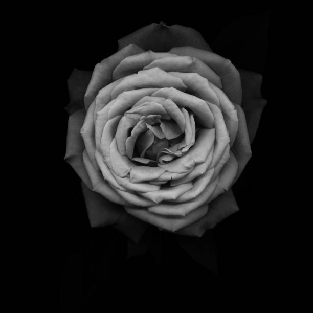 istock Monochrome Rose -XXXL 491786949