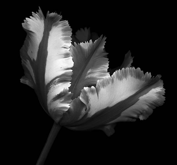 istock Monochrome parrot tulip with contrasting shades on black background 491786955