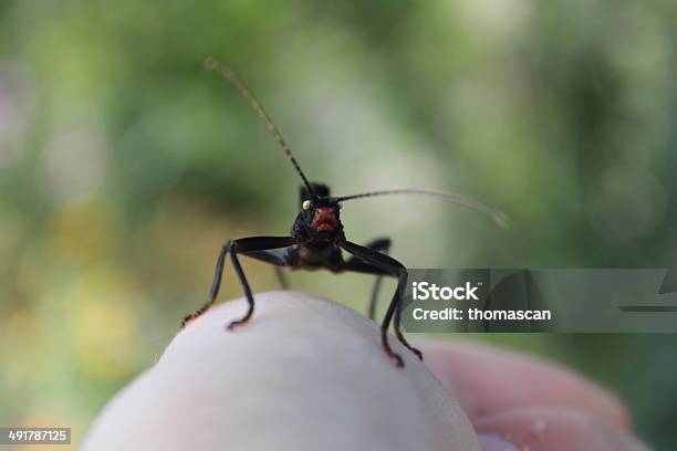 Foto de Peruphasma Schultei Bichopau e mais fotos de stock de Andar - Andar, Animal, Animal de estimação