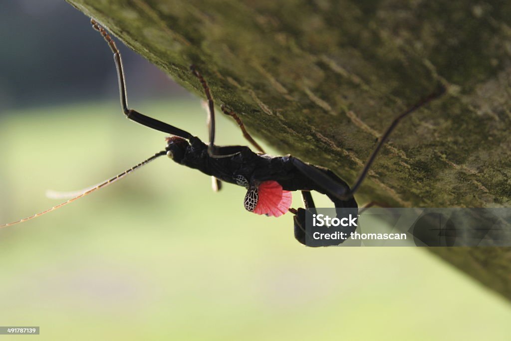 Peruphasma schultei Bicho-Pau - Foto de stock de Andar royalty-free