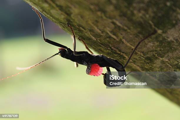 Foto de Peruphasma Schultei Bichopau e mais fotos de stock de Andar - Andar, Animal, Animal de estimação