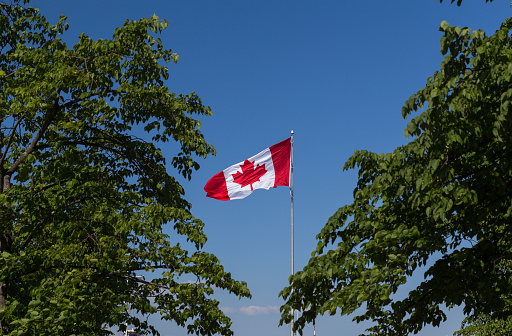 The Canada National Flag between some trees