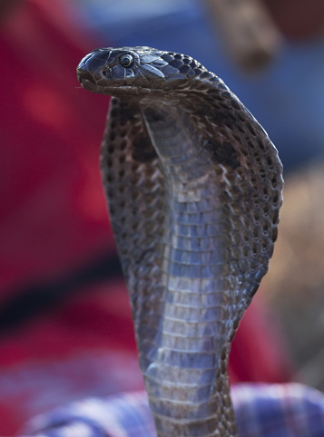 Australian highly venomous Inland Taipan snake