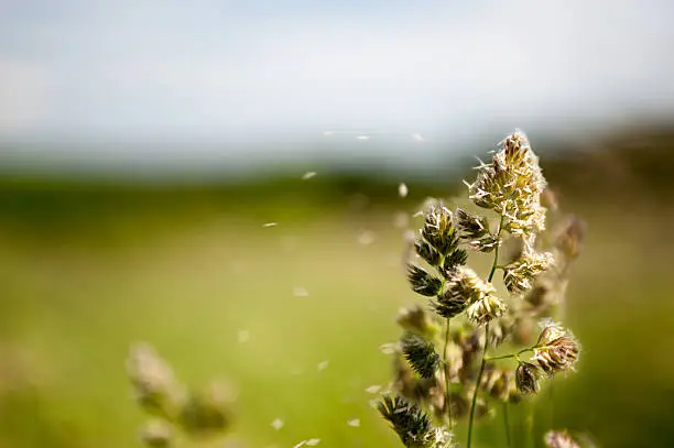 Flowering grasses that are the cause of many allergies