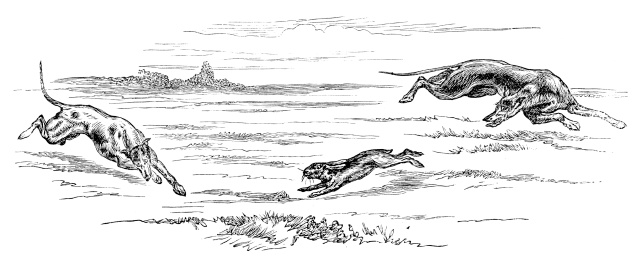 Greyhounds Hunting Hare