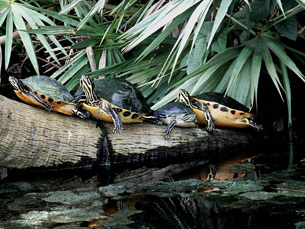 istock Florida Red-bellied Cooter (Pseudemys nelsoni) 491788402