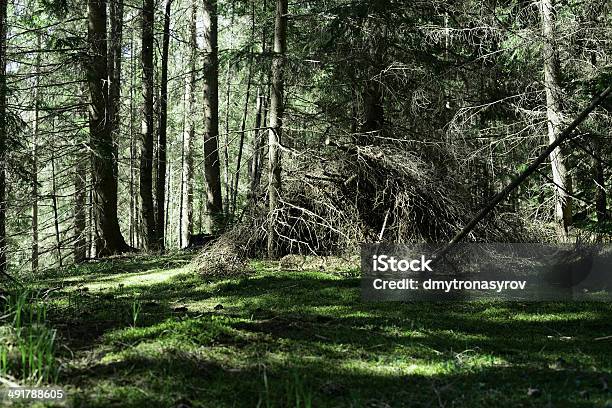 Photo libre de droit de Old Forêt banque d'images et plus d'images libres de droit de Antique - Antique, Arbre, Bois