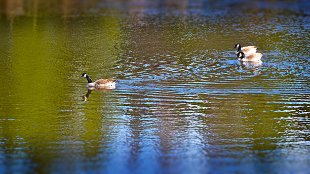 Canadian Geese on Colorado Pond stock photo
